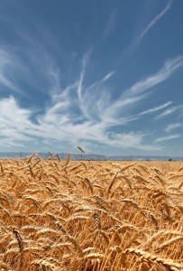 Ripe wheat grains under a blue sky