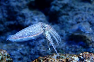 A squid in water