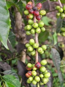 Coffee (Coffea arabica): Berry blotch, caused by Cercospora coffeicola