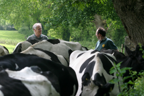 Louis Grubb of Cashel Blue cheese moving his herd