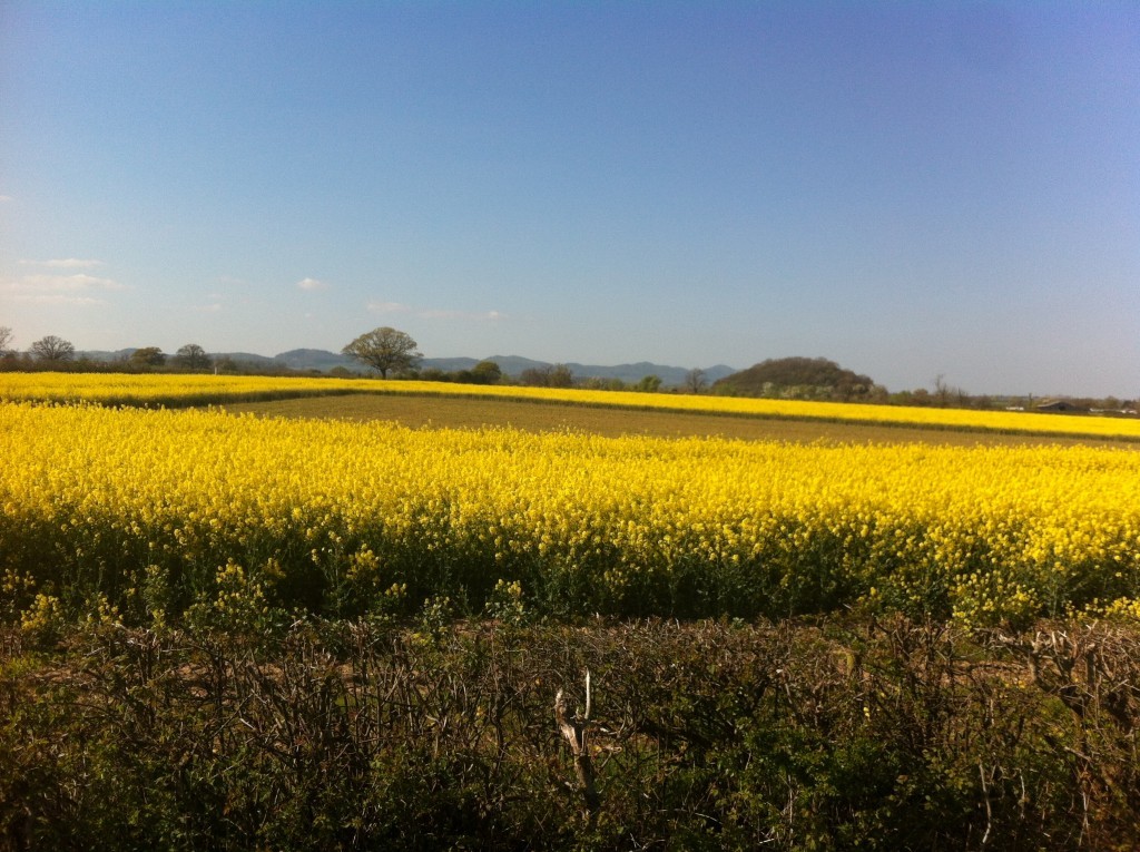 Rapeseed is lighter than olive oil