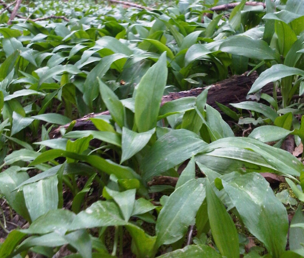 wild garlic announce spring