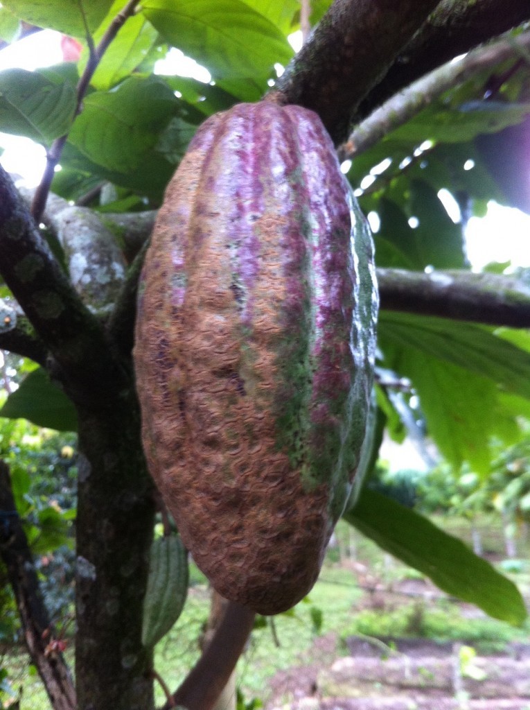 Ecuadorian Cacao