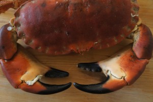 shellfish cookery course, Cornwall