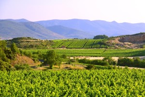 tasting-britain---Isabelle-Pangault-foncalieu---Languedoc---Cazoul