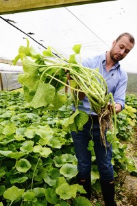 The Wasabi Company / The Watercress Company, Waddock Cross, Dorchester, Dorset