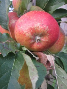 Tasting Britain - Ben Culpin Apple County Cider-0022