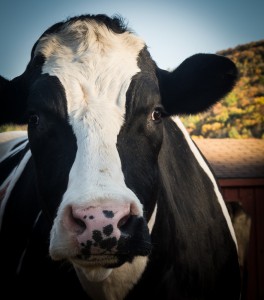 Cow Closeup