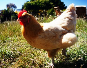 Tasting Britain - Chicken in field