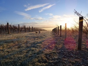 tasting-britain-corinne-seely-exton-park-interview-0004